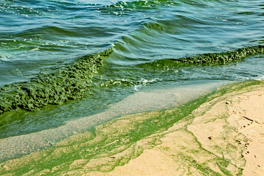 Harmful algal blooms typically occur in Michigan during the summer months and can last well into the fall. (sunday_morning/Adobe Stock)