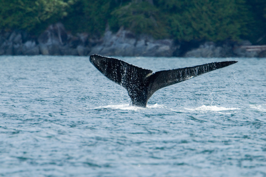 Wildlife officials say whale entanglement numbers are likely much higher than recorded. (Andy-Kim Mller/Adobe Stock)