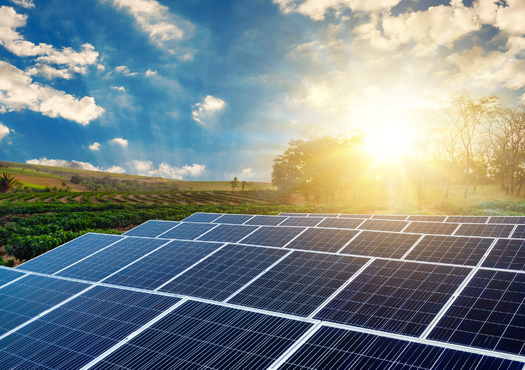 Some crops beneath solar panels only need watering every couple of days, compared with every few hours for those grown in direct sunlight. (Adobe Stock)