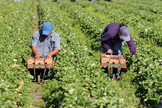 About one-quarter of Maine farmworkers live in poverty, making them roughly 4.5 times as likely to live below the poverty line as other Maine workers, according to the Maine Center for Economic Policy. (Adobe Stock)