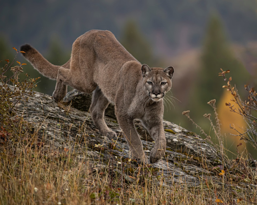 Montana encompasses 145,552 square miles of land. The Montana Fish, Wildlife and Parks Department estimates about half, or 74,000 square miles, is suitable mountain lion habitat. (Adobe Stock) 