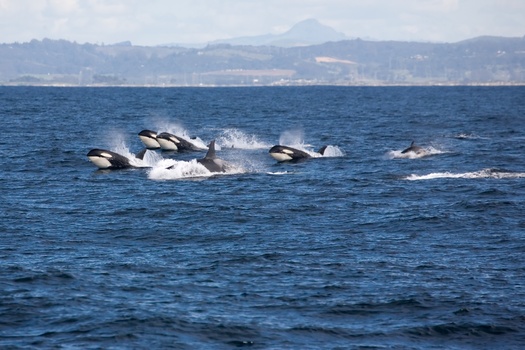 Salmon from the Columbia and Snake Rivers are a crucial food source for Southern Resident orcas. (RKP/Adobe Stock)