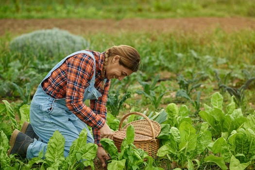 The U.S. Department of Agriculture recently allocated $300 million for projects that will increase land access for underserved farmers, including funding to restore lands into the hands of those who have been underserved. (Adobe Stock)
