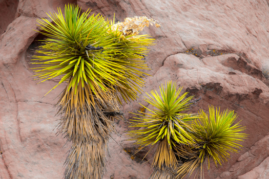 According to the Hispanic Access Foundation, 88% of Latino voters in the West have visited national public lands in the past year. (Adobe Stock) 