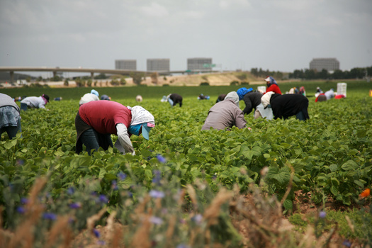North Carolina farm workers have been organizing in similar fashion to those in Virginia. An Oxfam study found one in four workers is paid less than the federal minimum wage, and more than half aren't paid enough to meet their basic needs. (Adobe Stock)
