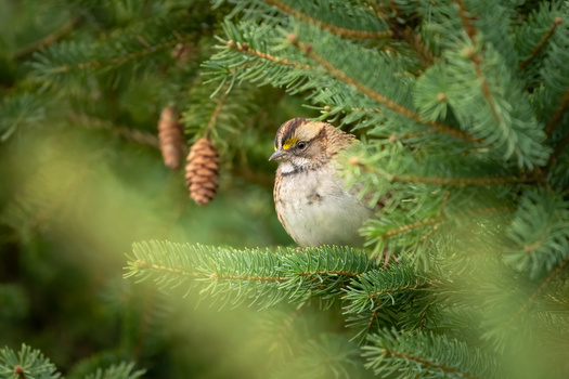 Roughly 190 species of birds breed in New Hampshire. Of these, roughly 80 are decreasing, especially those migrating the longest distances, or feeding on insects in flight, including sparrows, according to the Audubon Society. (Adobe Stock)