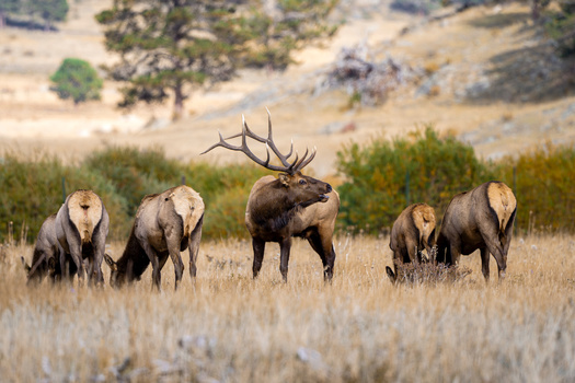 Wyoming has been a leader nationally on protecting wildlife migration corridors, including vast tracts of grasslands key for wildlife connectivity. (Adobe Stock)