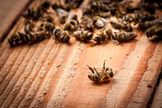 In 2017, the Rusty Patched Bumblebee became the first bumblebee in the U.S. to be added to the Endangered Species List. This stems from growing pesticide use and loss of crop diversity, leaving flowering crops available for shorter periods. (Adobe Stock)