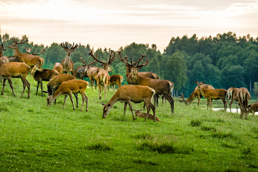 Colorado has been a leader nationally on protecting wildlife migration corridors, including vast tracts of grasslands key for wildlife connectivity. (Adobe Stock)