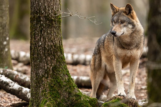 A new draft wolf management plan is expected to be released for public comment by the end of August, but skeptics say it is not taking the non-hunting public into account. (Adobe Stock)