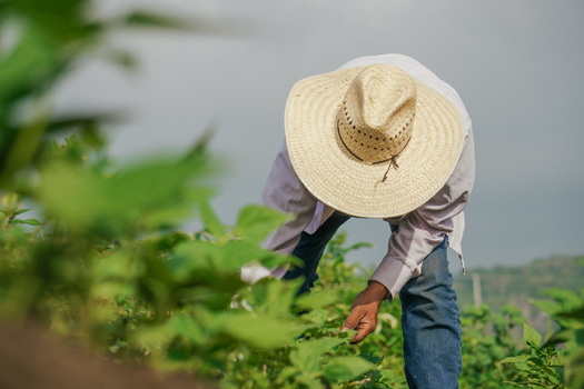 About 300,000 people a year take part in the H-2A Temporary Agricultural Program, overseen by the U.S. Department of Labor. (Nailotl/Adobe Stock)