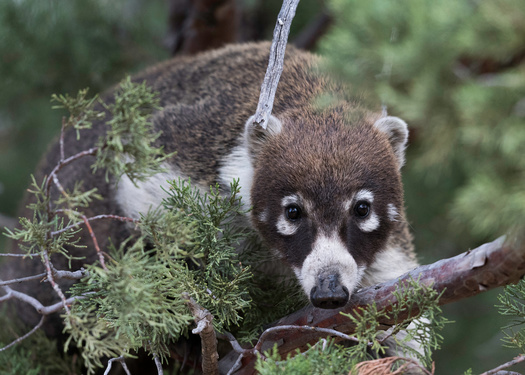 Arizona ranks among the top five states in the nation for the total number of native bird, reptile and mammal species, according to the Arizona Wildlife Federation. (Adobe Stock)