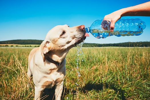 When the summer heat becomes unbearable, pet owners are urged to go to great lengths to keep their animals cool, including a constant stream of safe drinking water. And experts say you should never assume your pet can swim, and you should monitor them at all times near the water. (Adobe Stock)