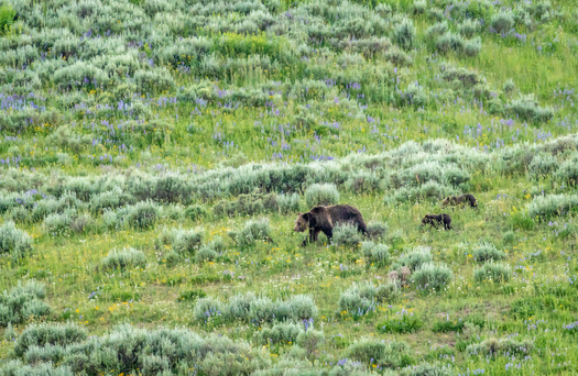 There are estimated to be nearly 730 grizzly bears in the Yellowstone National Park region. (kellyvandellen/Adobe Stock)