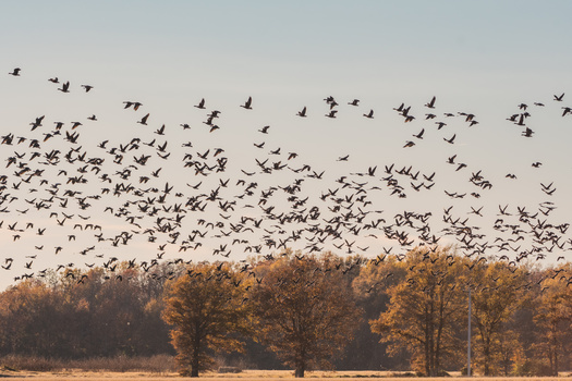 The National Audubon Society report states that if meaningful action is taken now to stabilize the climate, 76% of climate-vulnerable bird species will experience less range loss. (Kevin/AdobeStock)
