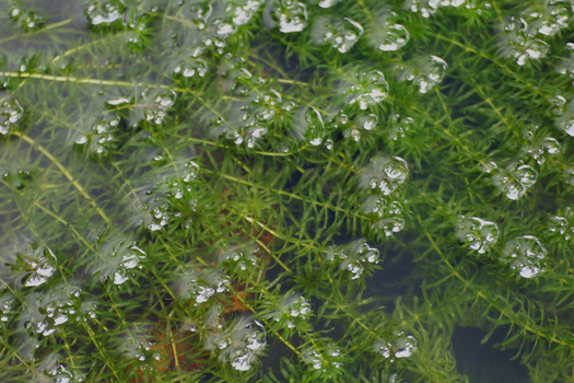While Hydrilla was first discovered in the Connecticut River in 2016, the invasive plant species has been in Connecticut since the late 1980s. (Adobe Stock)