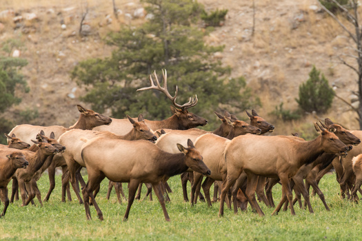 The Montana Department of Fish, Wildlife and Parks estimates the state's elk population at 175,000 animals, but is aiming for a population closer to 92,000.  (Adobe Stock)