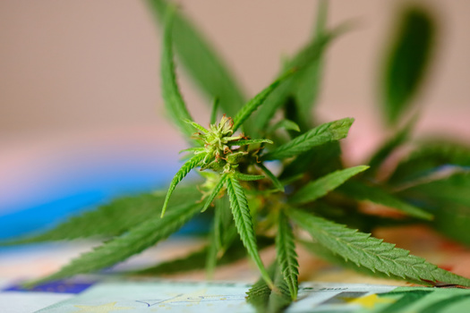 Sales of legalized marijuana in Montana generated an estimated $2.96 million in tax revenue in 2022. (Adobe Stock)