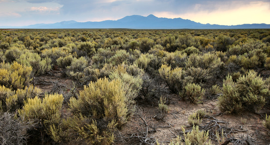 Roughly 1.3 million acres of sagebrush are degraded annually, according to the Bureau of Land Management. (Adobe Stock)