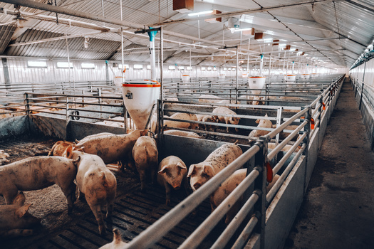With 23.6 million hogs in Iowa, the state continues to dominate the nation's hog production industry. Minnesota and Nebraska rank a distant second and third with 8.6 million and 8.3 million hogs respectively, according to Iowa Source. (Adobe Stock)