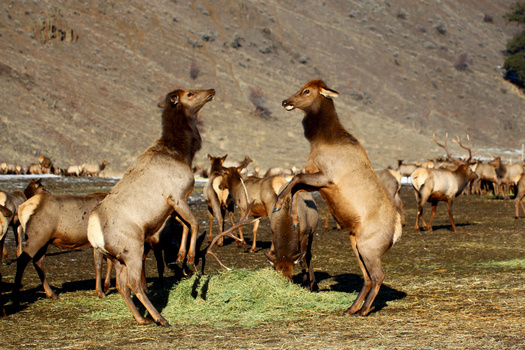 Recent modeling shows that the increase in Chronic Wasting Disease prevalence due to feedgrounds will lead to a greater elk population decline within a 20 year time period. (Adobe Stock)