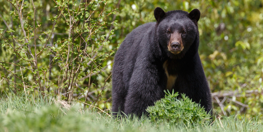 While bears can live 20 to 25 years in areas where they are hunted, the average bear lives seven to eight years, according to the New Mexico Department of Game and Fish. (sos.nm.org)