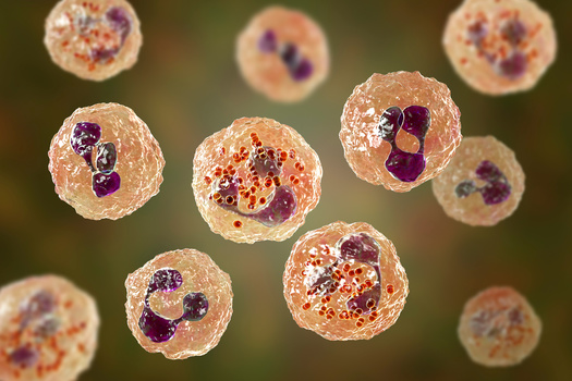As August ended, there had been 27 confirmed cases of meningococcal disease associated with Virginia's outbreak, including five deaths. (Adobe Stock)