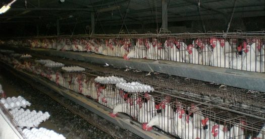 Manure from CAFOs contains more than 150 pathogens that have the potential to contaminate water supplies, while fumes and particulate matter elevate rates of asthma, lung disease and bronchitisamong farm workers and people living nearby, according to the Natural Resources Defense Council. (Adobe Stock)