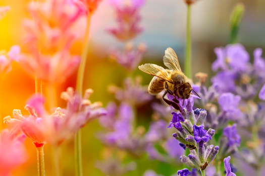 More than 100 U.S. crops depend on pollinators, which provided approximately $18 billion of value in 2020. In Nebraska, fruit orchards and melon crops in particular are dependent upon honeybee pollination. (kosolovsky/Adobe Stock)