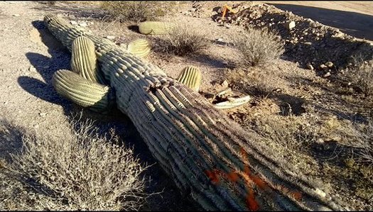 Many saguaro cacti were damaged or destroyed during construction of the U.S.-Mexico border wall initiated by former President Donald Trump and funded by taxpayers. (Photo courtesy: LaikenJordahl)