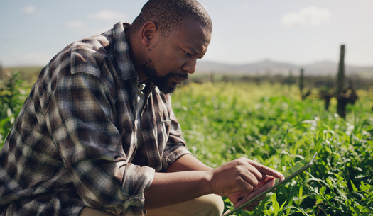 The United States has fewer than 49,000 Black farmers, accounting for 1.4% of the country's 3.4 million producers, according to the latest Census of Agriculture. (Adobe Stock)