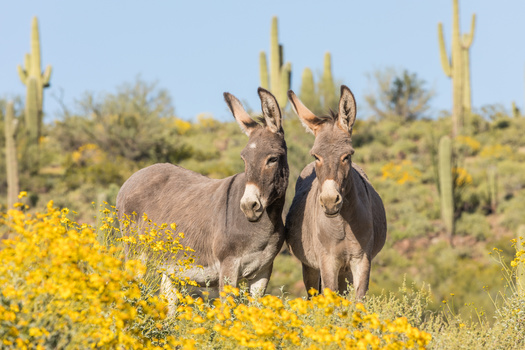 It's estimated there are 6,200 wild burros in the State of Arizona, according to the Bureau of Land Management. (Adobe Stock) 