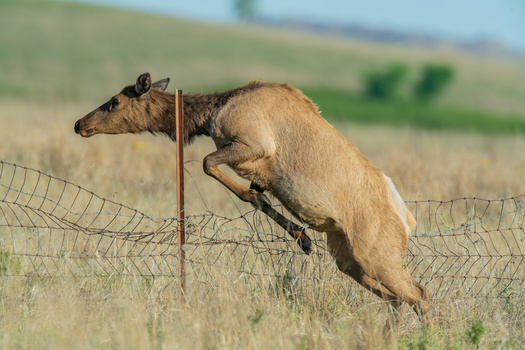 Thousands of miles of fencing in Wyoming and across the Western U.S., which act as barriers to wildlife seeking winter and summer ranges, was installed over 100 years ago. (Adobe Stock)