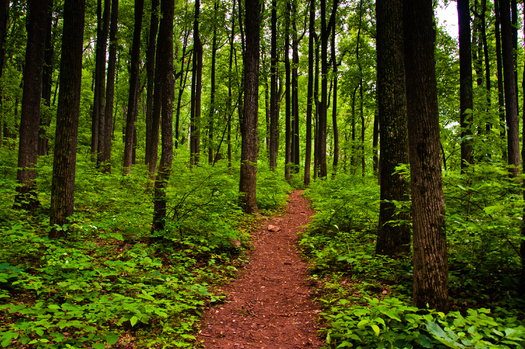 The National Council for Air and Stream Improvement found while older forests accumulate more carbon than younger ones, a younger forest can remove more carbon dioxide per year from the atmosphere than an older forest. (Adobe Stock)