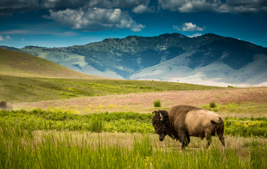 The U.S. Department of the Interior currently manages 11,000 bison in herds across 4.6 million acres of public lands in a dozen states. (Adobe Stock) 