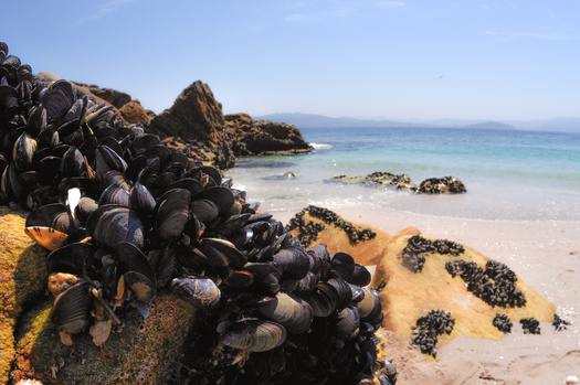 A 2017 Purdue University research project found a more earth-friendly adhesive was created by sea mussels. They extend hair-like fibers that attach to surfaces using plaques of adhesive. (Adobe Stock)
