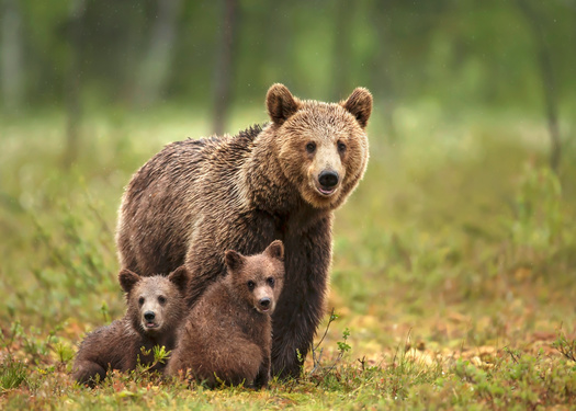There are about 1,900 grizzlies in the Northern Rockies states of WY, ID, MT and WA.  There are 30, 000 in Alaska and about 23,000 in Canada. The grizzlies in Alaska are not listed as threatened under the Endangered Species Act. (Adobe Stock)
