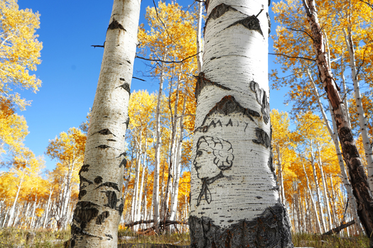 Arborglyphs, or tree carvings, created by Hispanic sheep herders in the Medicine Bow National Forest date back to the early 1900s. (Amanda Castaeda)