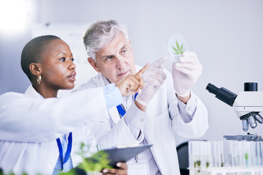 The cannabis chemistry certificate can lead to occupations such as medical lab scientist and other specialization. Wayne State University says it can serve as a solid foundation for further training and coursework. (Sharne T/peopleimages.com/Adobe Stock)
