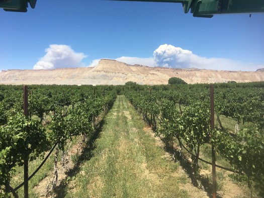 For every $1 invested in conserving Colorado's prime wildlife habitat, lands along streams, lakes and rivers, and farmlands -- such as the Avant Vineyards in Palisade -- through tax credits, Coloradans receive up to $12 in economic benefits. (Colorado West Land Trust)
