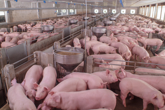 More than 4 million hogs reside in Indiana. (Adobe Stock)