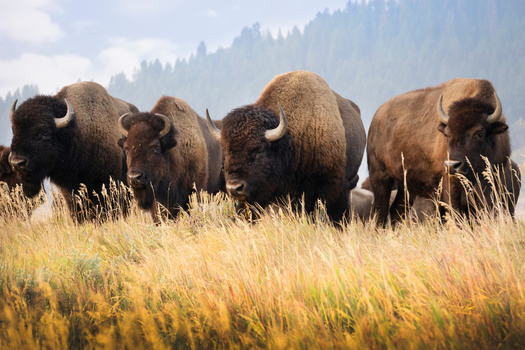 The south slope of Crevice Mountain is one of the few designated places outside Yellowstone National Park where Yellowstone bison can roam. (Adobe Stock)