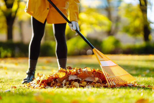 A National Wildlife Federation survey found mixed opinions about leaving leaves on lawns. While almost half of respondents use collected leaves as mulch or compost, a small percentage are worried about fallen leaves 