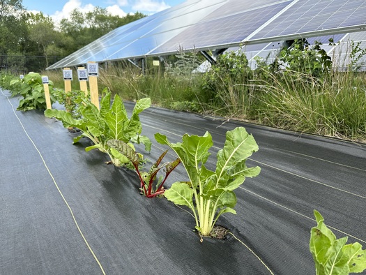 Agrivoltaics is defined by the U.S. Department of Agriculture as the use of land for both agriculture and solar-energy generation. Above is an example of a Minnesota project, where farmers are growing crops at a solar site. (Photo courtesy of Connexus Energy)