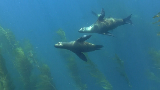 California sea lions off the coast of Santa Barbara. (Oceana)