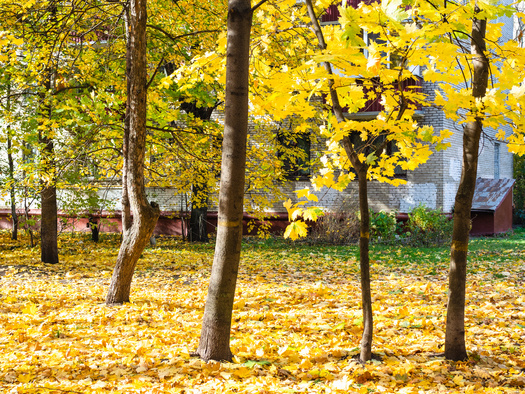 In its poll of 1,200 people, the National Wildlife Federation found 82% of respondents said they are open to leaving fall leaves in place to benefit wildlife. (Adobe Stock)