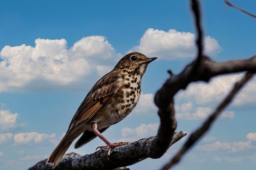 According to the BirdCast Migration Dashboard, more than 100,000 birds migrated through Arkansas skies this week. (Robert McAlpine/Adobe Stock)