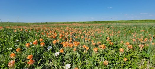 South Dakota is known for native wildflowers like Sphaeralcea coccinea, known as the scarlet globemallow. (Photo courtesy of SDSU and Ben Shreves)