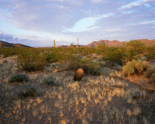 Cabeza Prieta is one of the largest wildlife refuges in the United States and contains more than 800,000 acres of designated wilderness. (Adobe Stock)