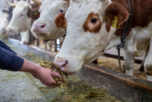 Farmers typically feed their cattle ground-up corn plants, including the stalks, leaves and ears in a mixture called silage. Drought has prompted livestock experts to warn of potentially lethal levels of nitrate in the silage this year and recommend getting it tested before feeding in to their cattle. (Adobe Stock)